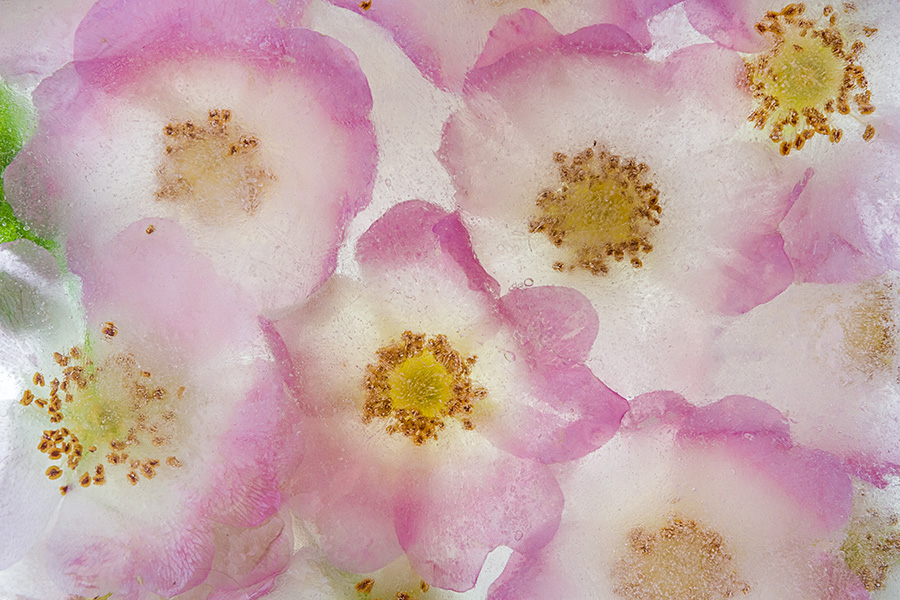Frozen scent of Dog-Rose - Ice and Flowers project