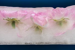 Frozen Rosa Canina