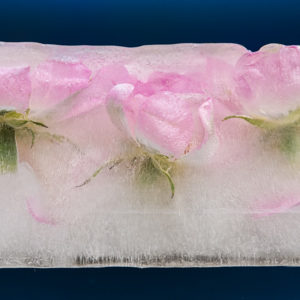 Frozen Rosa Canina