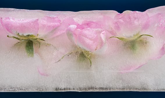 Frozen Rosa Canina