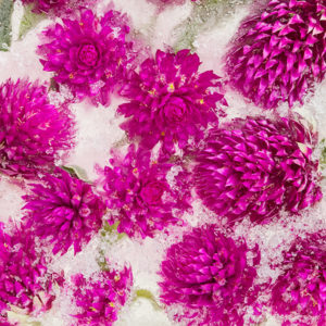 Gomphrena Globosa in ice