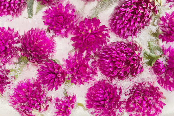 Gomphrena Globosa in ice