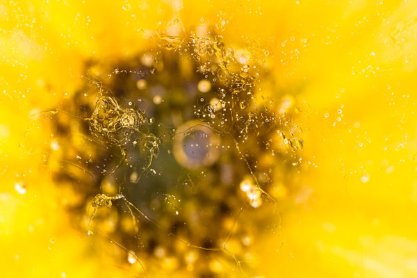 Jerusalem artichoke abstract