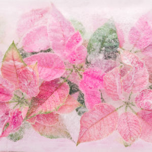 Pink Poinsettia in Ice