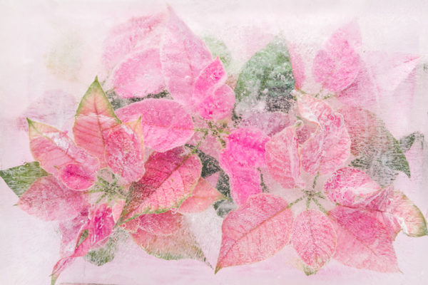 Pink Poinsettia in Ice