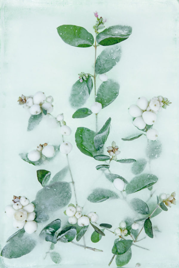 Snowberries Kingdom