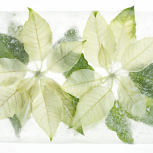 White Poinsettia - Outer limits