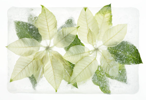 White Poinsettia - Outer limits