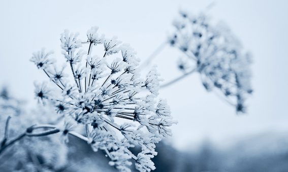Winter's blossom