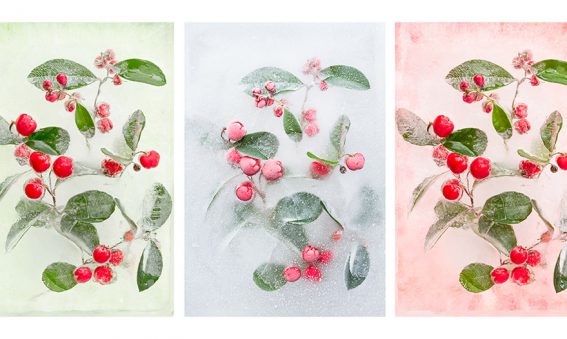 Gaultheria procumbens mix in ice