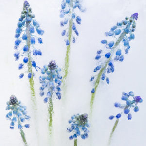 The Immortal Muscari