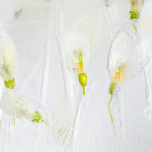 Snowdrops forever