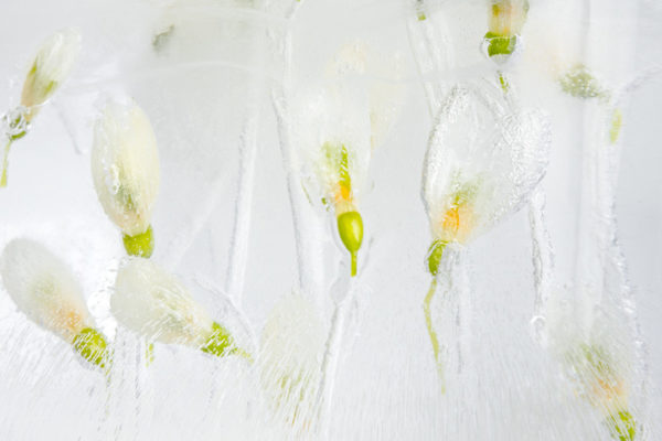 Snowdrops forever