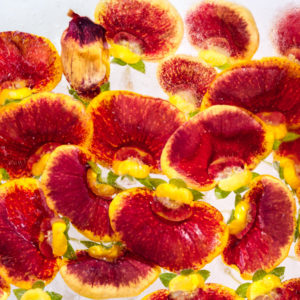 Sex in the city - Calceolaria flowers in ice