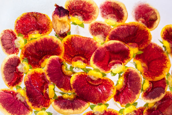 Sex in the city - Calceolaria flowers in ice