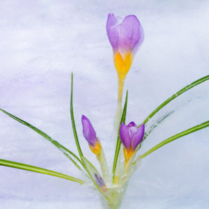 Crocus Tricolor in Ice