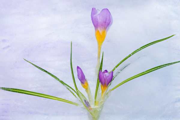 Crocus Tricolor in Ice