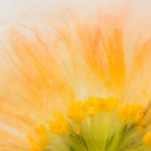 Orange Pastel with a Poppy