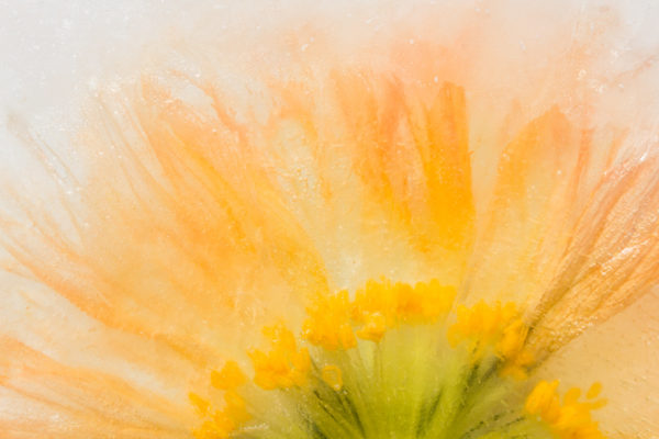 Orange Pastel with a Poppy
