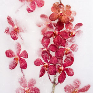 Burgundy Mokara Orchid in ice