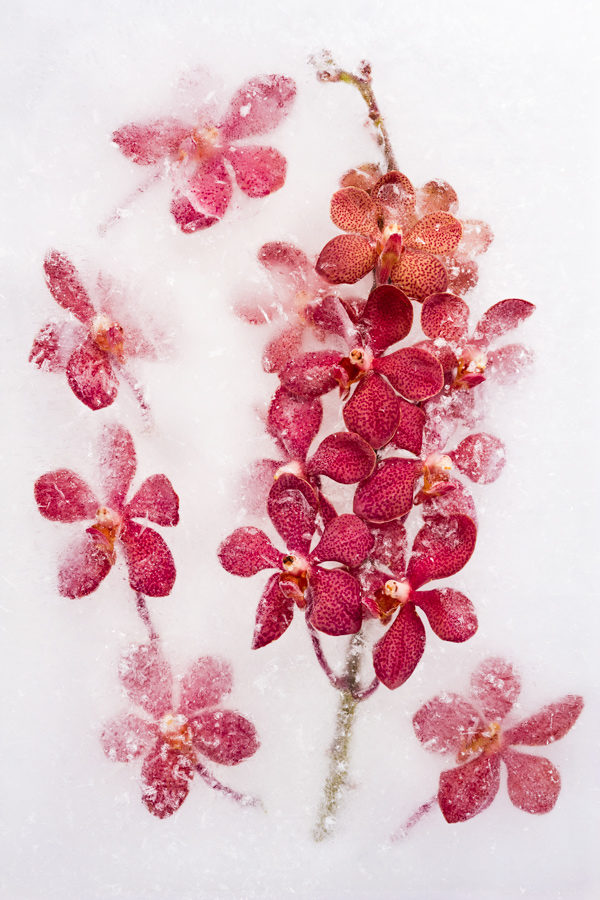 Burgundy Mokara Orchid in ice