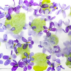 Sweet Violets holocaust