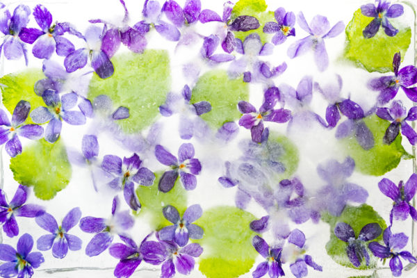 Sweet Violets holocaust