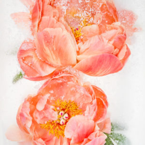 Coral charm peonies in ice