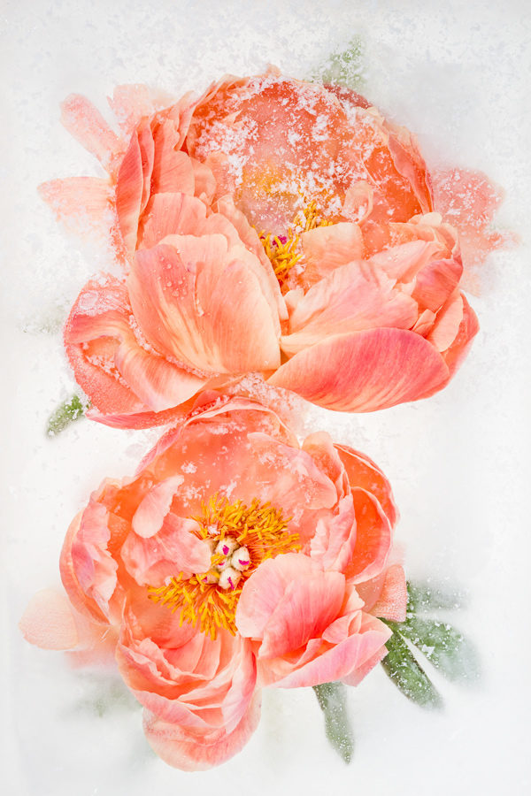 Coral charm peonies in ice