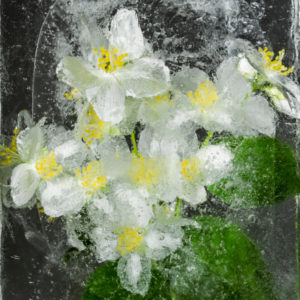 Sweet Mockorange in ice