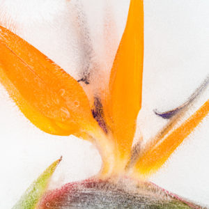 Strelitzia in ice